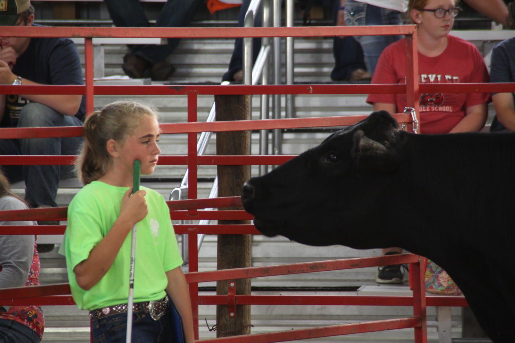 Curious cattle